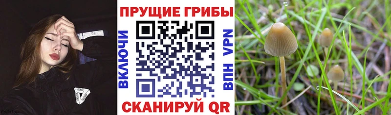 blacksprut маркетплейс  закладка  Черноголовка  Псилоцибиновые грибы прущие грибы 